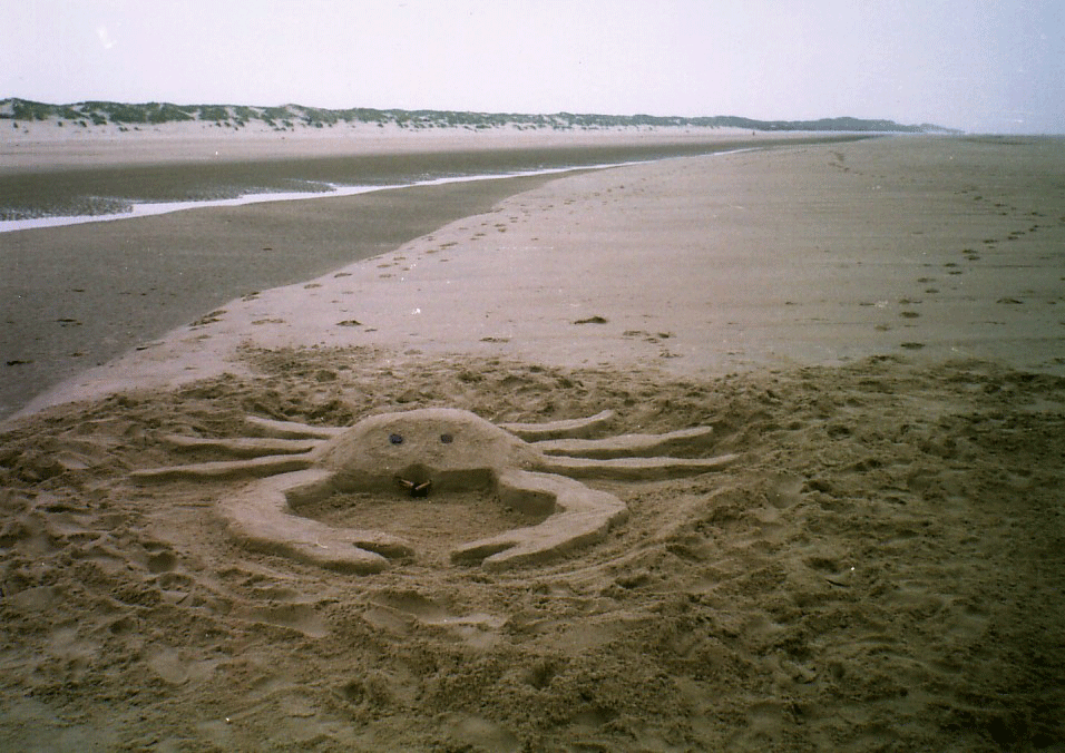 Sandkrabbe